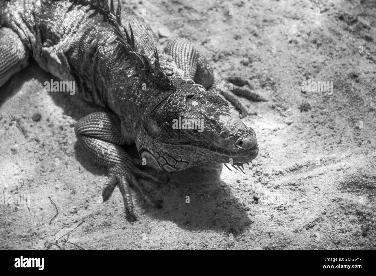 portrait d'iguana dans la nature sauvage Banque D'Images