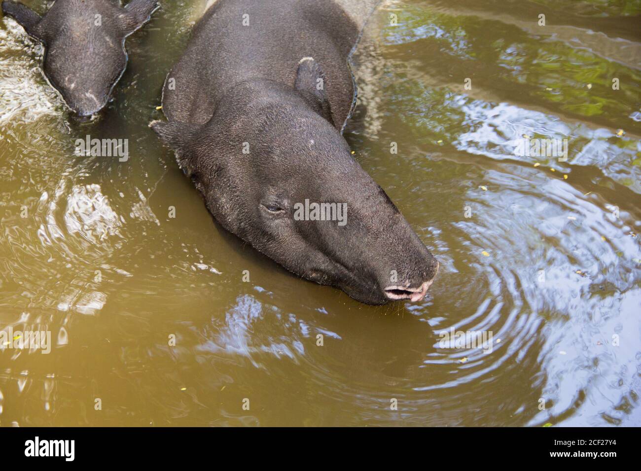 Tapir malais Thaïlande. Été de Thaïlande tapir malais à tremper dans l'eau pour soulager chaud. Banque D'Images
