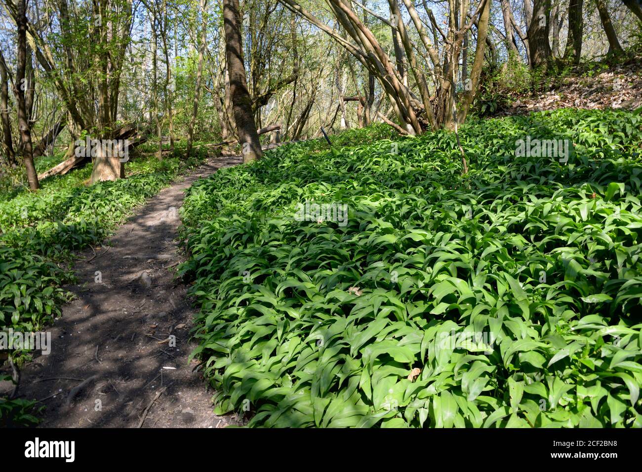 Ail sauvage (Allium ursinum) également connu sous le nom de ramsons, sarrasins, ail à feuilles larges, ail de bois, poireau d'ours ou ail d'ours, croissant dans les bois. Boug Banque D'Images