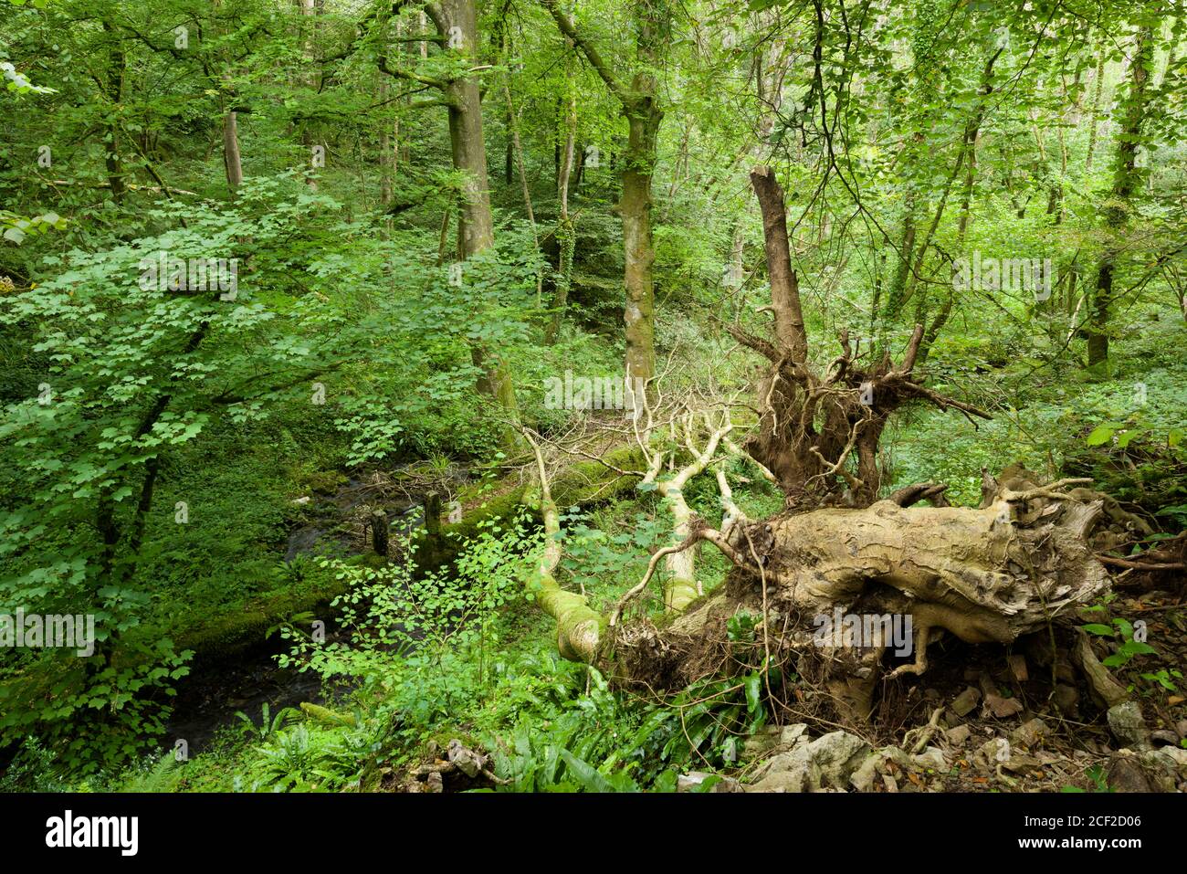 Un frêne européen qui est tombé sur la rivière Mells et qui laisse à cause du champignon de dépérissement des cendres (Hymenoscyphus fraxineus) dans la réserve naturelle de Harridge Wood, Somerset, Angleterre. Banque D'Images