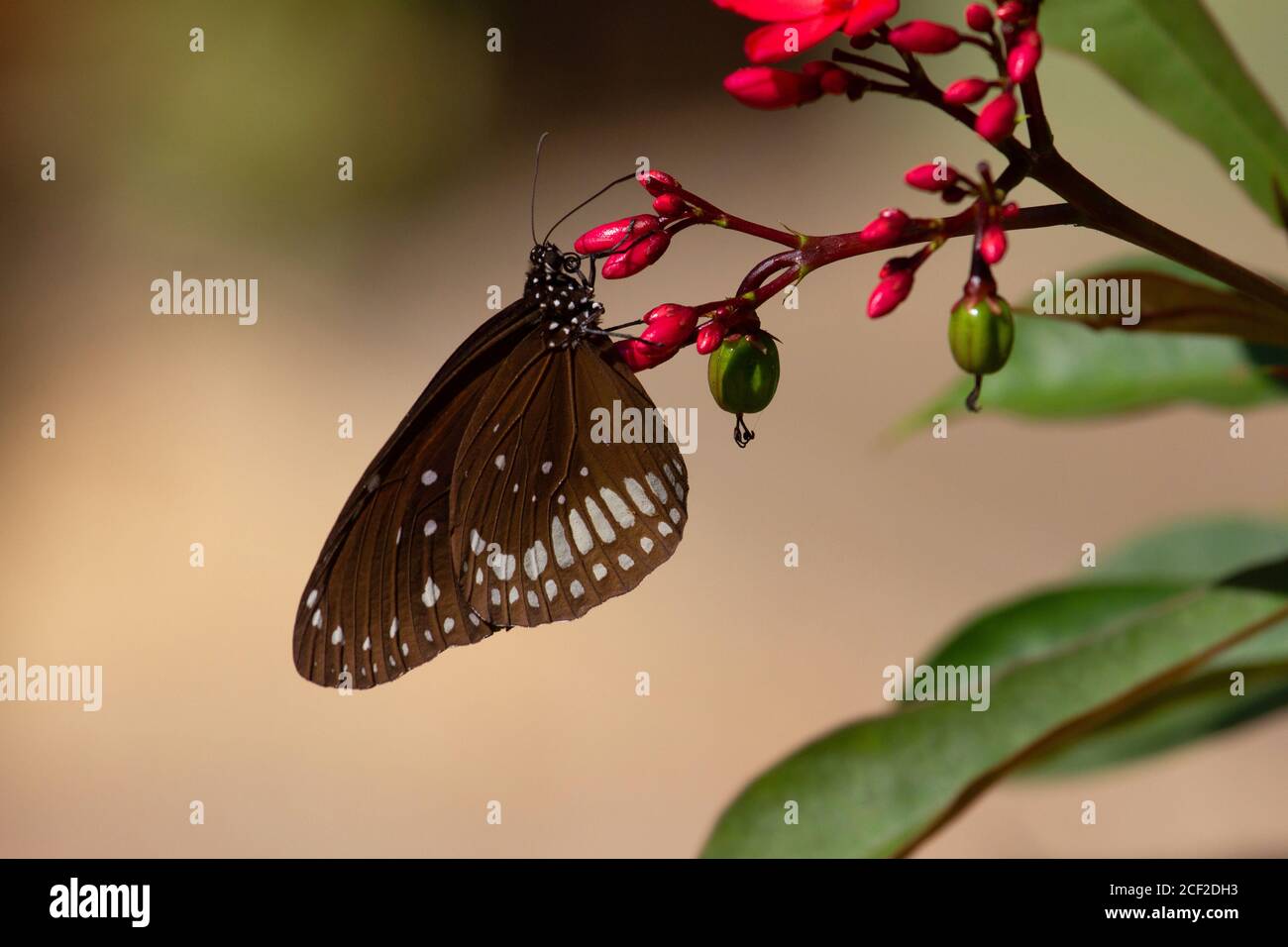 Papillon à front commun sur plante, noyau d'Euploea, Pune, Maharashtra, Inde Banque D'Images