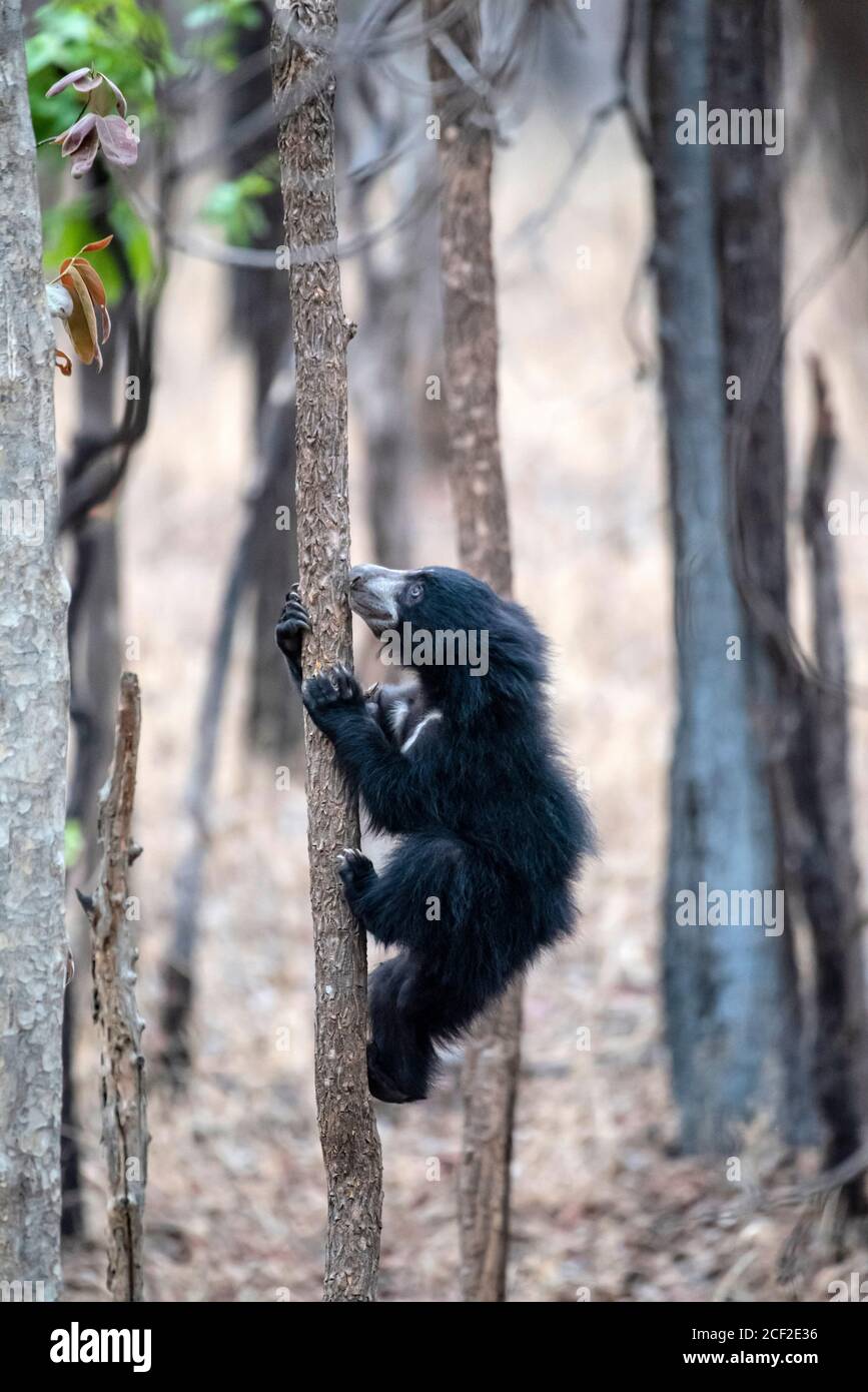 CUB de l'arbre d'escalade d'ours sloth, réserve de tigres Satpura, Madhya Pradesh, Inde Banque D'Images