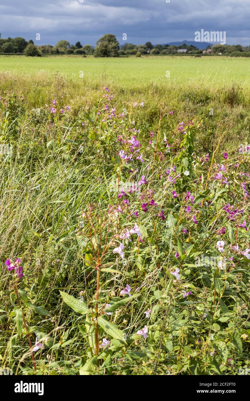 Le Balsam de l'Himalaya (Impatiens glandulifera) fleurit à côté de la Stroudwater navigation désutilisée près de Saül, Gloucestershire Royaume-Uni Banque D'Images