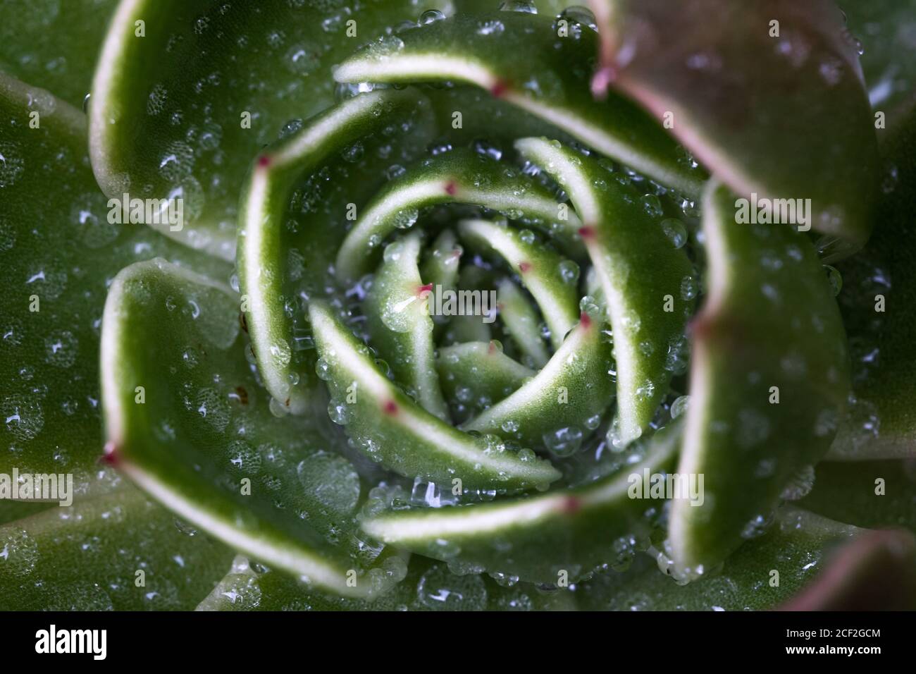 Gros plan d'une plante succulente Banque D'Images