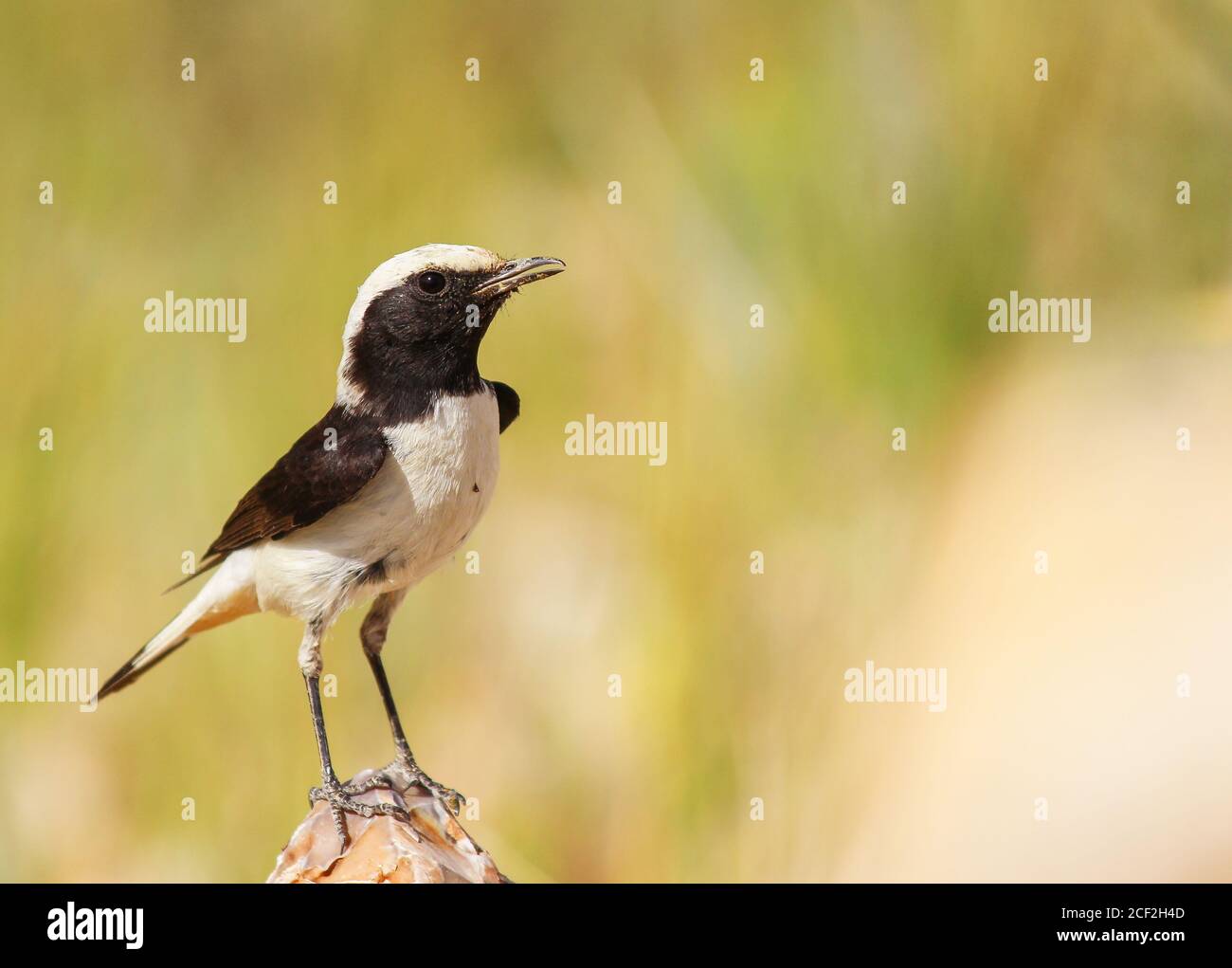 Deuil de l'oiseau de Wheatear Oenanthe lugens Banque D'Images