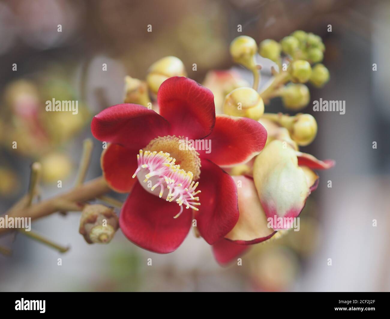 Shorea robusta, Dipterocarpaceae, Couroupita guianensis Aubl., Sal fleurant dans le jardin sur fond de nature floue Banque D'Images