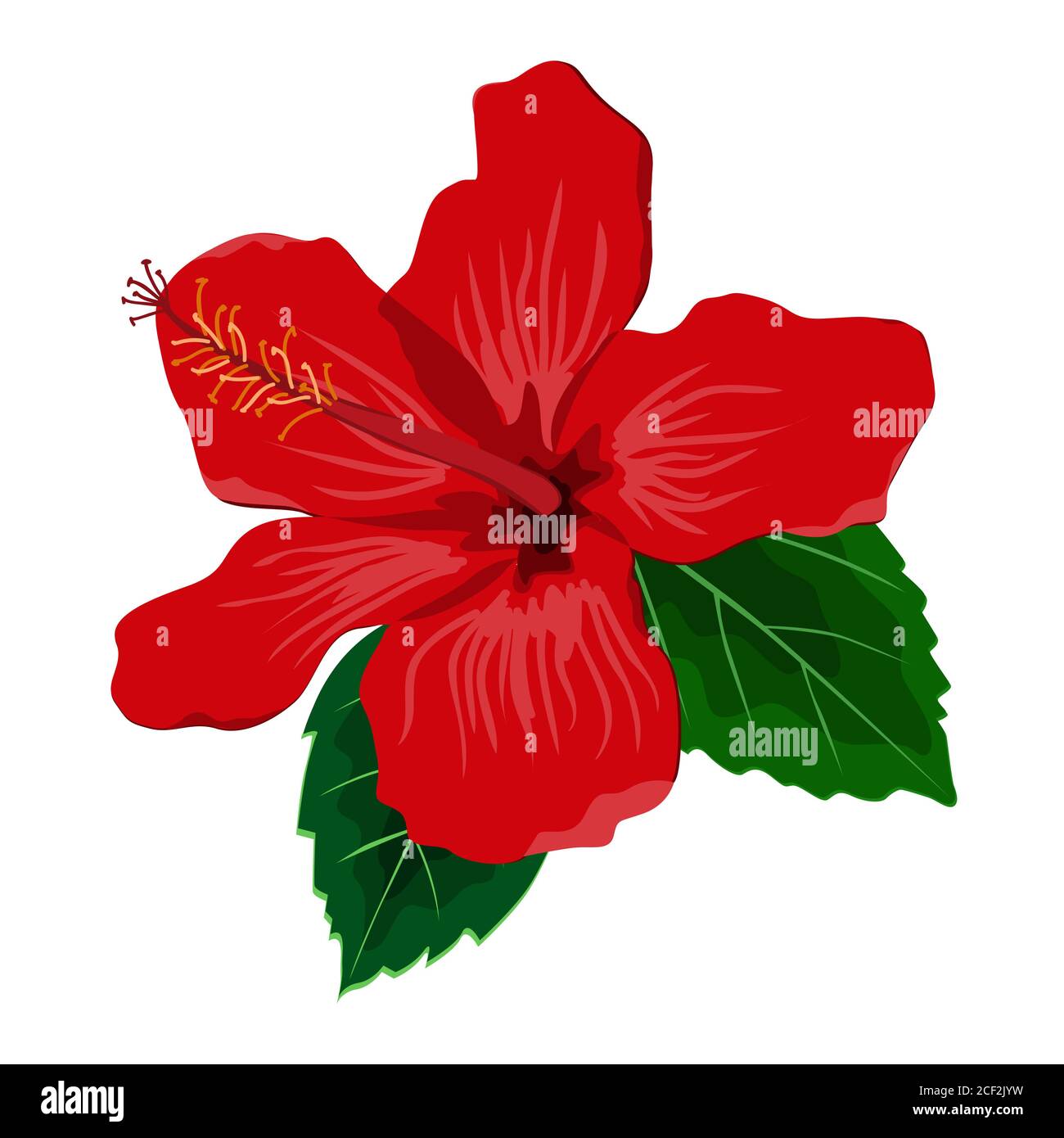 Hibiscus fleur avec feuilles, illustration vectorielle plate. Plante exotique hawaïenne isolée sur blanc Illustration de Vecteur