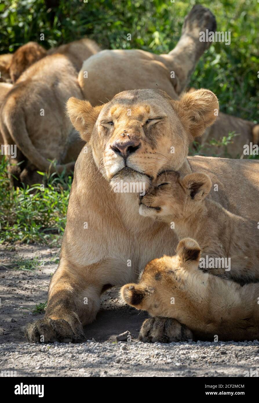 Lionne avec des mouches sur son nez et les yeux fermés regardant Après ses deux petits à Ndutu Tanzanie Banque D'Images