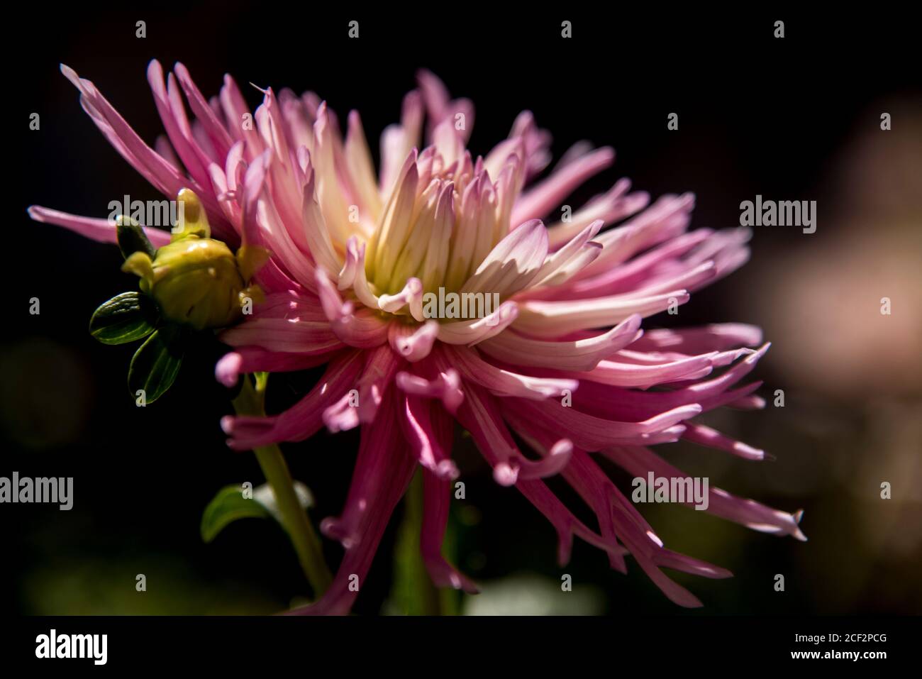 magnifique dahlia rose dans le jardin Banque D'Images