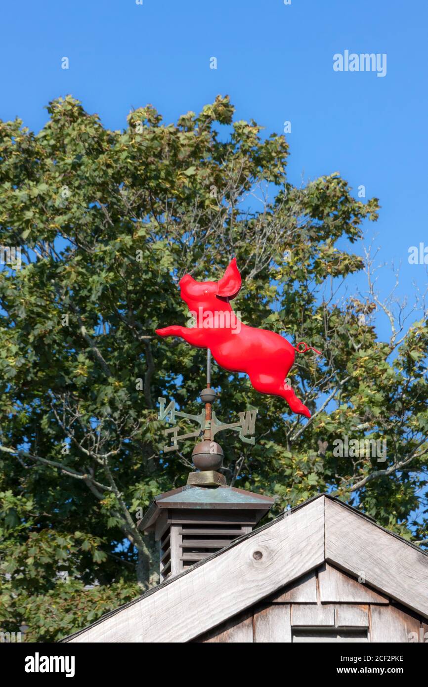 Girouette de cochon volante. Figure drôle d'idiome de la parole. Banque D'Images