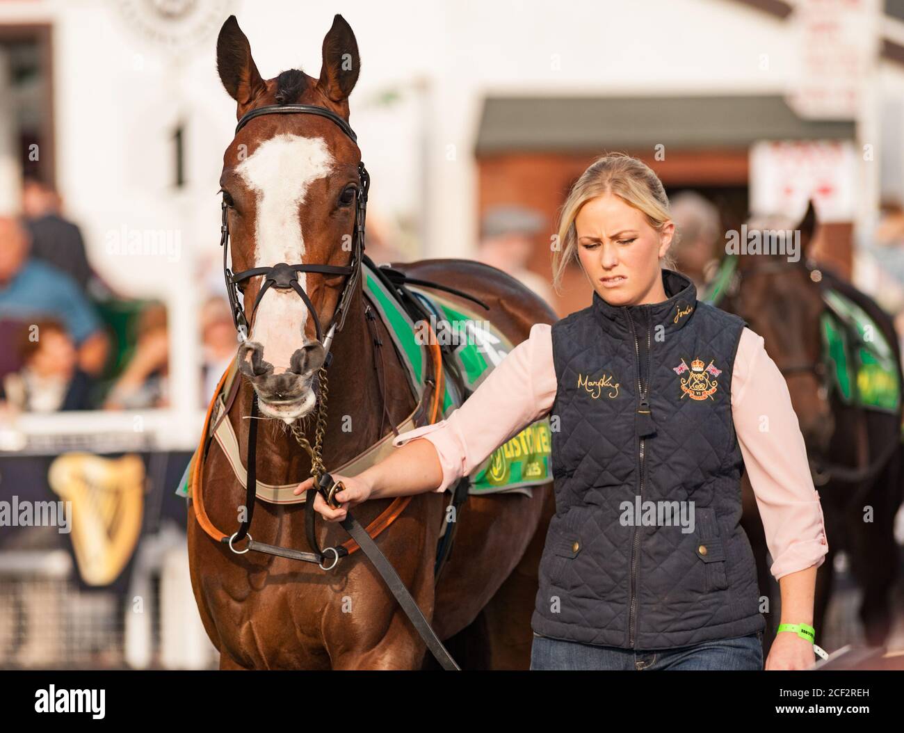 Listowel, Irlande - 15 septembre 2014 : les chevaux de course qui marchent dans l'anneau de parade beusse une course, le circuit de course de Listowel pendant le festival des courses de récolte Banque D'Images