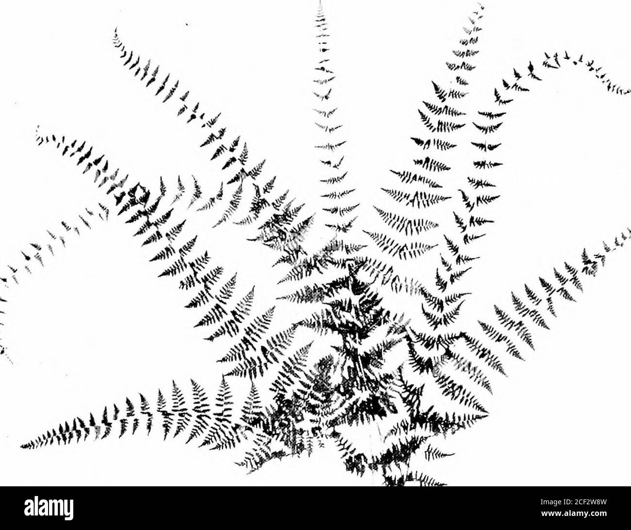 . Le compagnon de l'amateur de fougères; un guide pour les États du Nord-est et le Canada. Comment Ferus se développe. Henry Holt & Co. New York. 1906. Out of print.Small, John K. Ferns de la Floride tropicale. New York, 1918.Smith, John. Historia Filicum. Londres, 1875. Amply illus-trated, fiable.Step, Edward. Wayside et Woodland Ferns. F. Warne & Co. London, 1908.TiDESTROM, IV.R. Elysium Marianum. AYashington, D. C.Underwood, Lucien M. Our Native Ferns et leurs alliés. Henry Holt & Co. Edition 6. 1900. Valeur. Out of print.Waters, Campbell E. Ferns. Henry Holt & Co. 190.3. Impression en fin de document. Rare. The Fern Lovers COM Banque D'Images