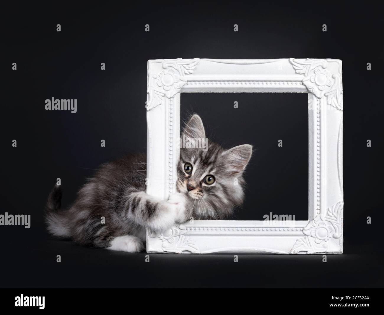 Norwegian Forest Baby Cat Banque De Photographies Et D Images A Haute Resolution Alamy