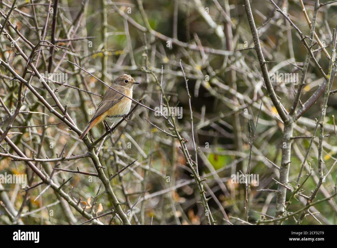 Oiseau femelle Redstart Phoenicurus phoenicurus, gris brun parties supérieures orange pâle lavées sous-parties rouillé queue rouge et rumpe. Migrant d'été au Royaume-Uni. Banque D'Images