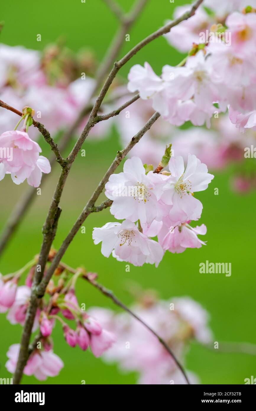 Prunus pendula F. ascendens 'rosea' croquant la cerise 'rosea'. Prunus 'Beni-higan'. Prunus × subhirtella. Prunus × subhirtella 'ascendens rosea Banque D'Images