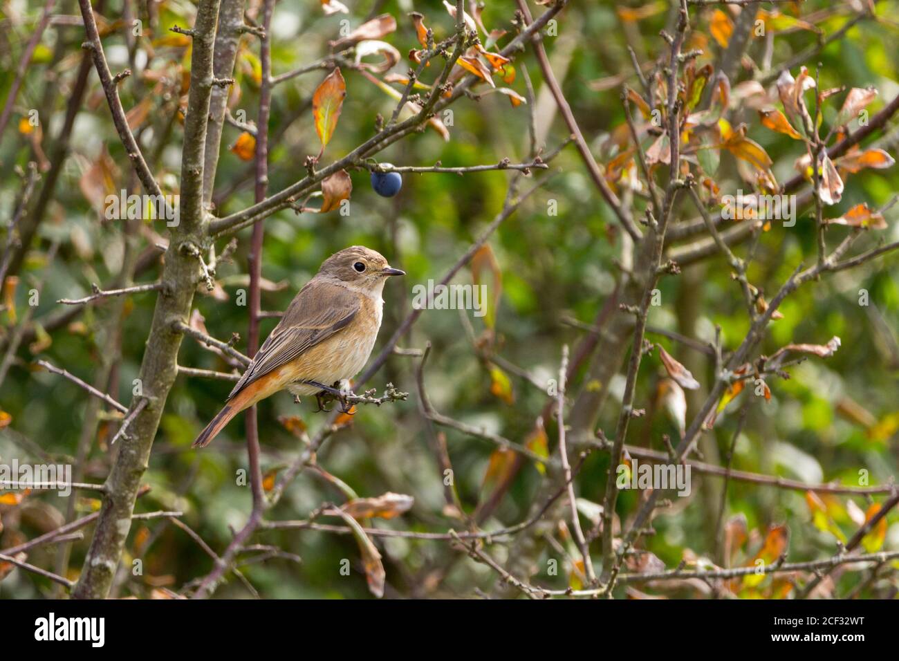 Oiseau femelle Redstart, Phoenicurus phoenicurus, gris brun suprats orange laver aux parties inférieure pâles frappant la queue rouge rouillée et la rumse. Migrant d'été Banque D'Images