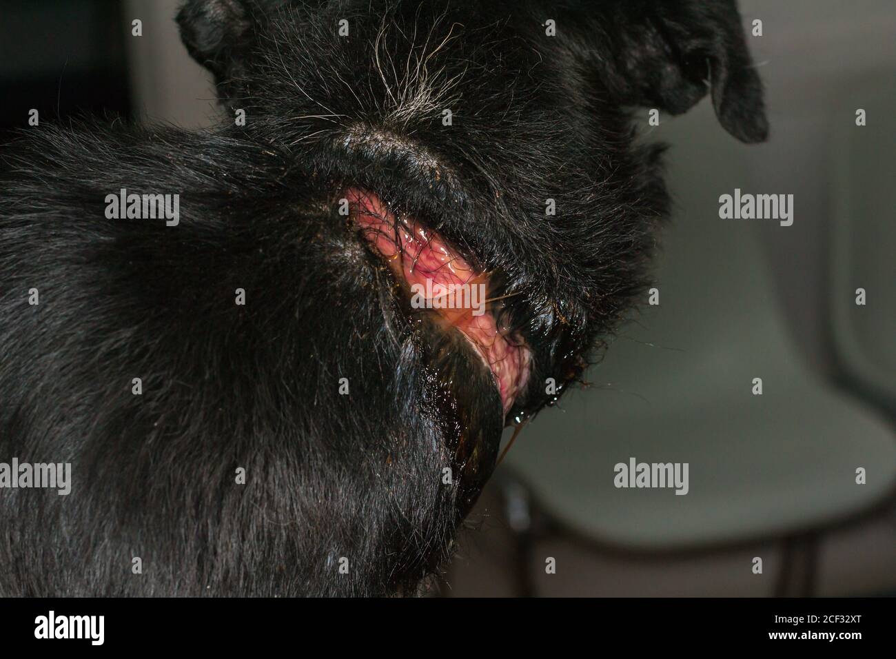 pauvre chien avec une grande plaie autour de son cou à cause d'un collier, avant la chirurgie Banque D'Images