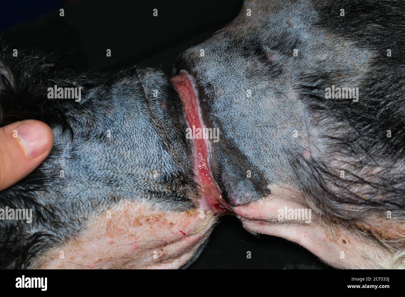 pauvre chien avec une grande plaie autour de son cou à cause d'un collier, avant la chirurgie Banque D'Images