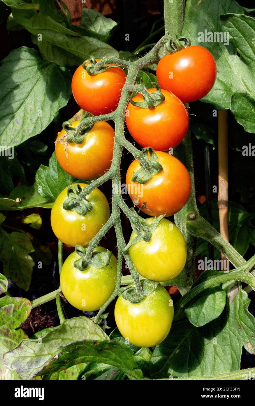 Un ensemble de tomates cerises mûres qui poussent sur la vigne Banque D'Images