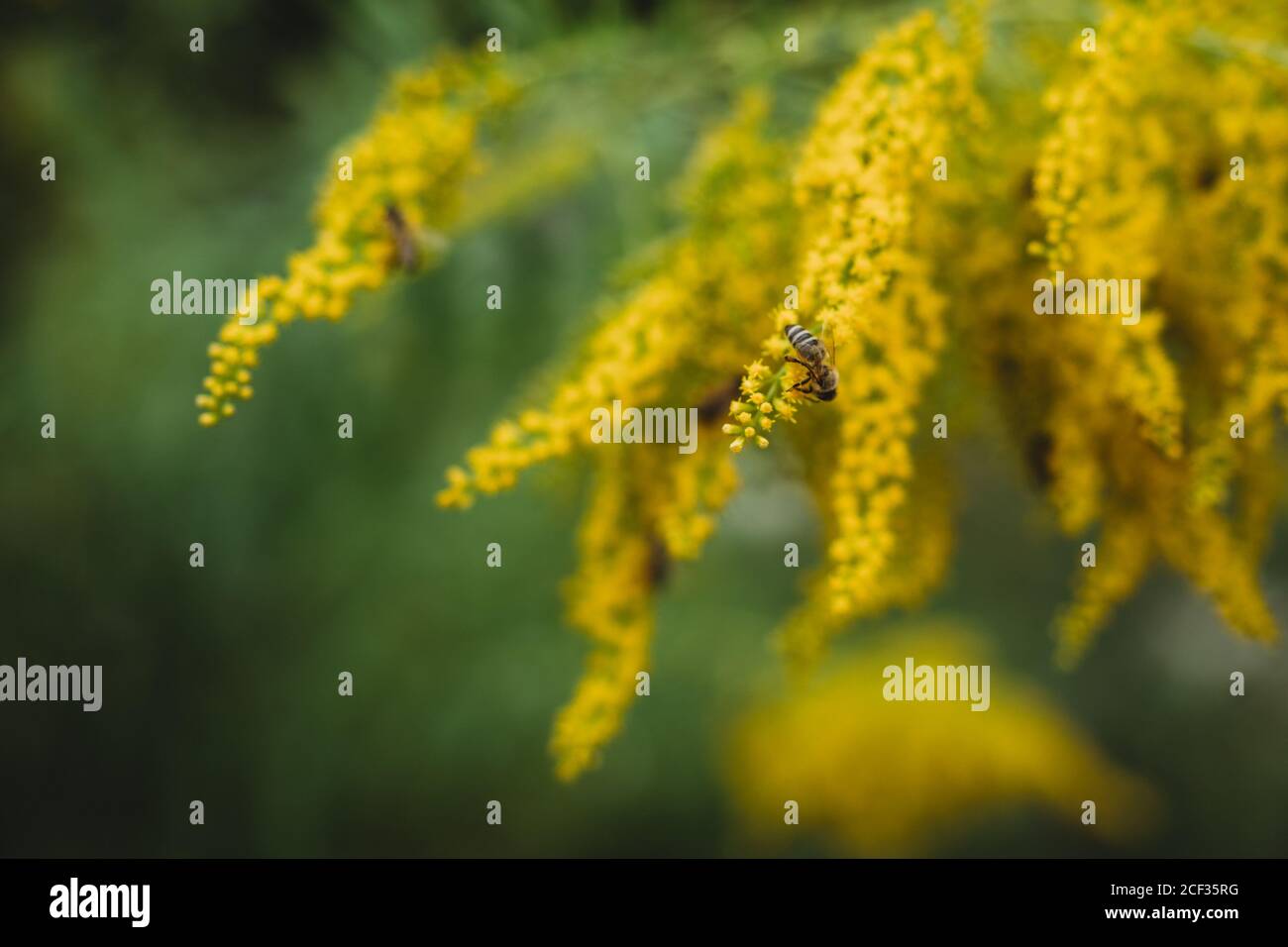 Gros plan d'une abeille sur une fleur jaune Banque D'Images