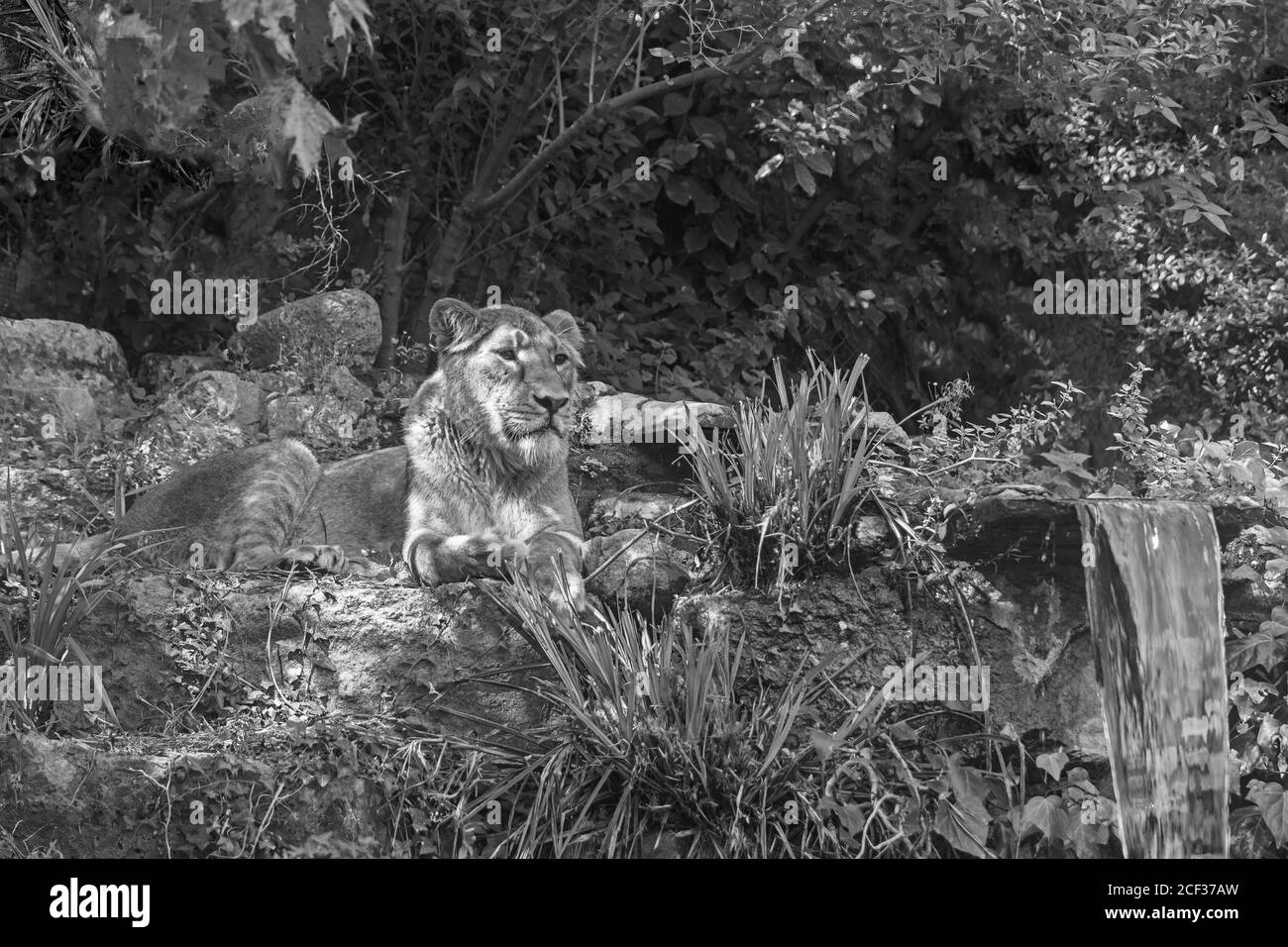 Lion asiatique féminin (Panthera leo persica) Bristol Zoological Gardens. Août 2019. Banque D'Images