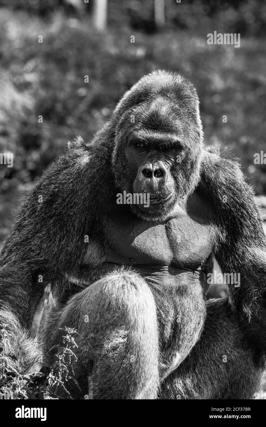 Adulte Gorilla de l'ouest des basses terres (Gorilla gorilla gorilla) captive Bristol Royaume-Uni. Août 2019 Banque D'Images