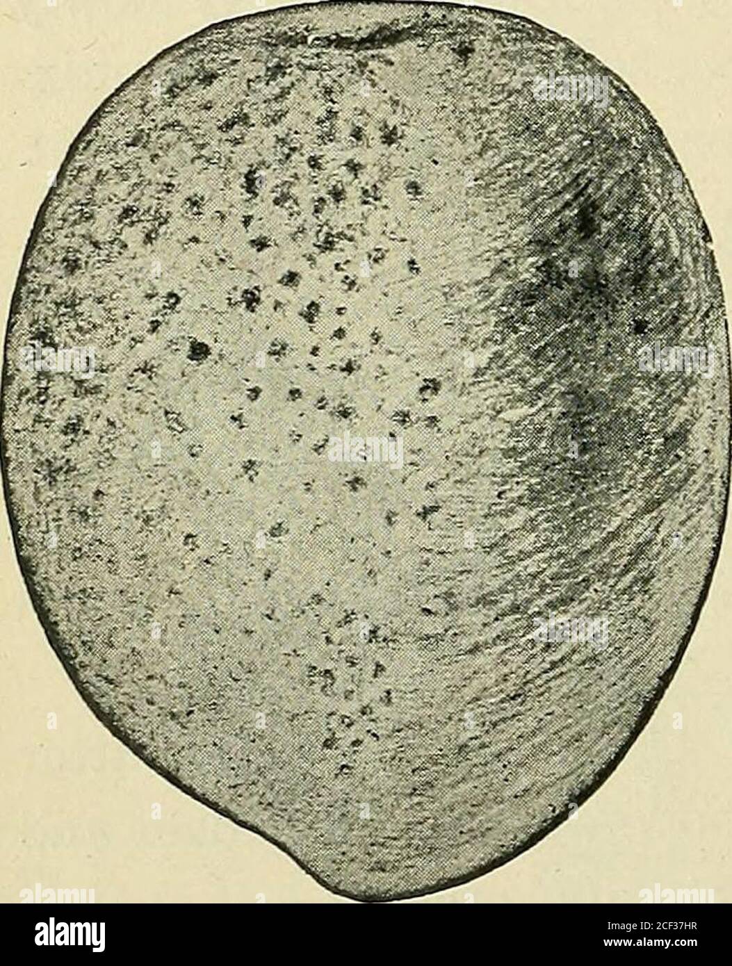 . Maladies des fruits et comment les traiter!. Montré sur le j)eachillustré à la Fig. 11 représente le caractère et la distribution de ces si3ots. La chair des suchpêches est habituellement marquée par des lignes rouges ou des éclaboussures sous les taches, un peu dans la mode shown Fig. 12. Les fruits montrant les thesecharacters usuallly mûrissent prema-tusese ; dans la deuxième année, ils sont généralement beaucoup plus petits et moréflous que les fruits normaux.ces fraits peuvent mûrir dix jours ou deux semaines plus tôt que la période normale pour la variété, et généralement amer ou insipide dans la saveur. Le deuxième symptôme, ou le premier dans les arbres non de la barbe Banque D'Images
