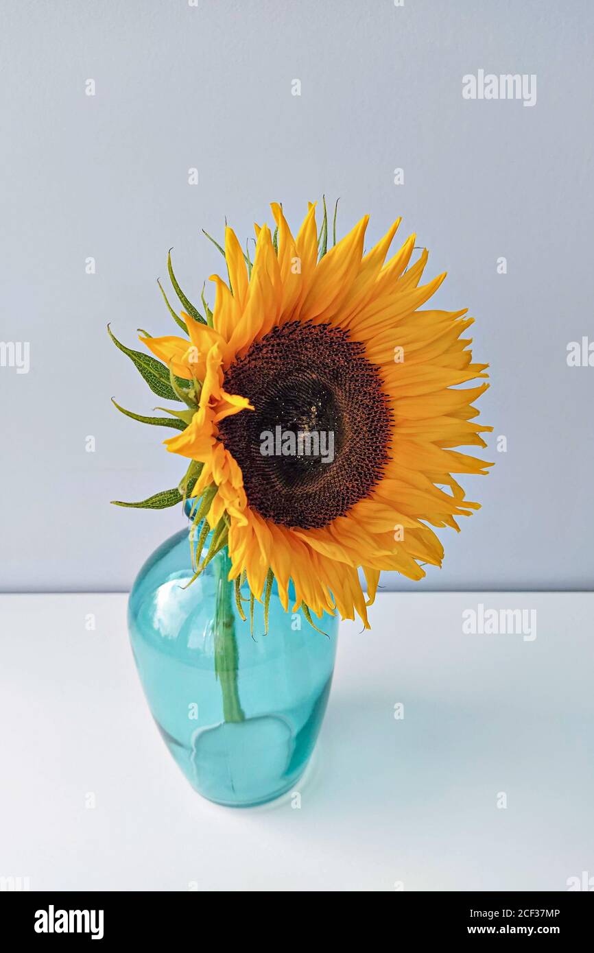 Fleur de tournesol simple en vase bleu sur fond clair, format vertical Banque D'Images