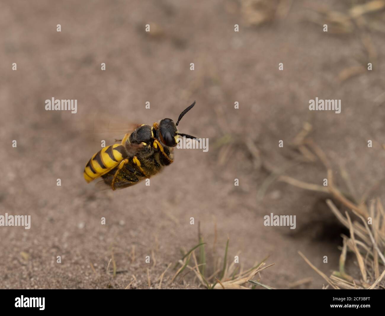 Bee Killer (Digger Wasp) Banque D'Images
