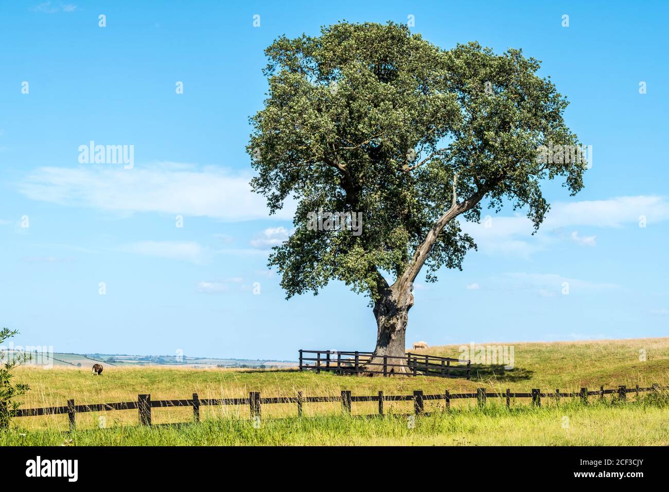 Grand arbre isolé dans un champ. Banque D'Images