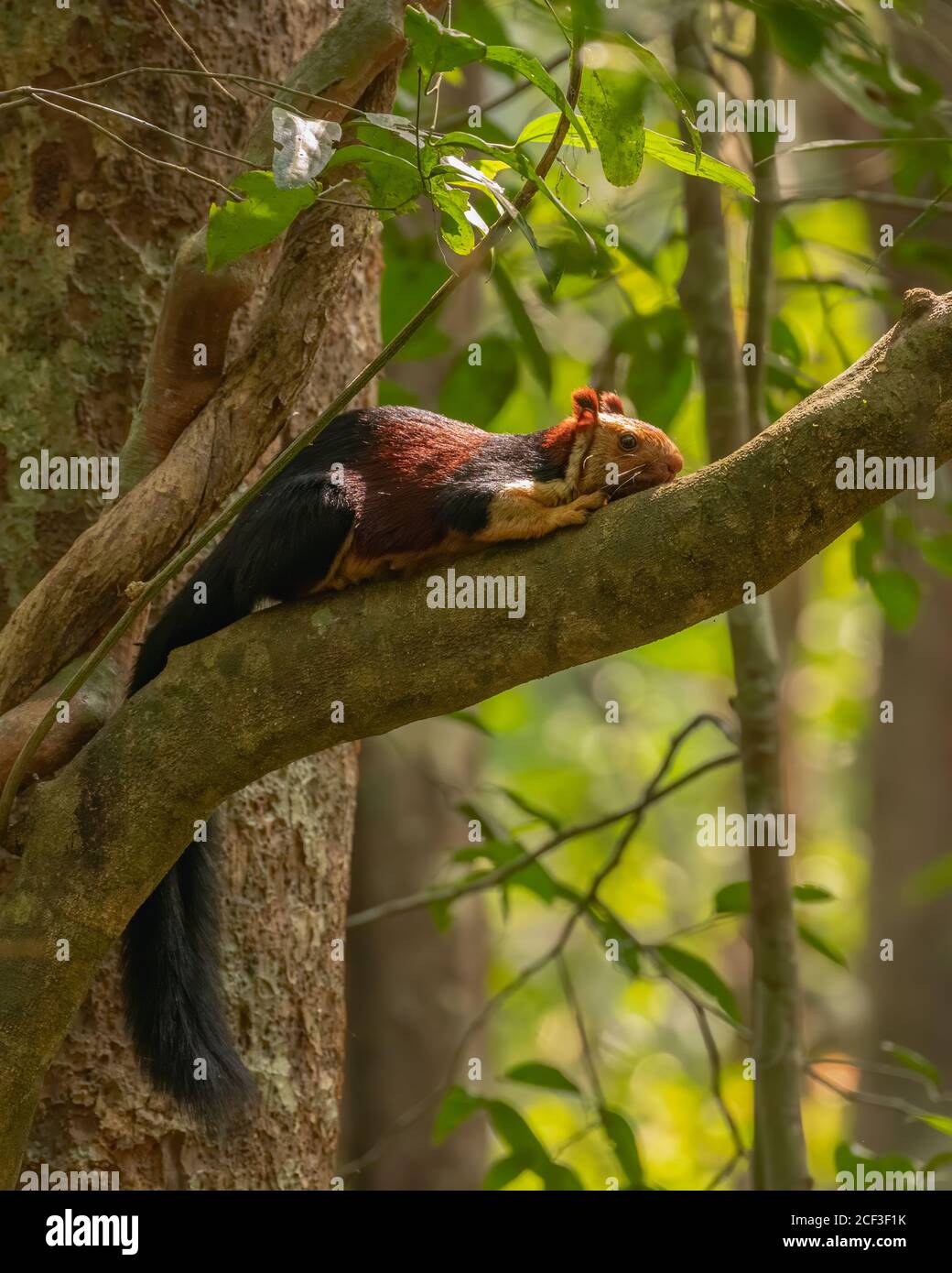 Un magnifique écureuil géant Malabar (Ratufa indica), reposant à plat sur la branche d'un arbre dans la nature. Banque D'Images