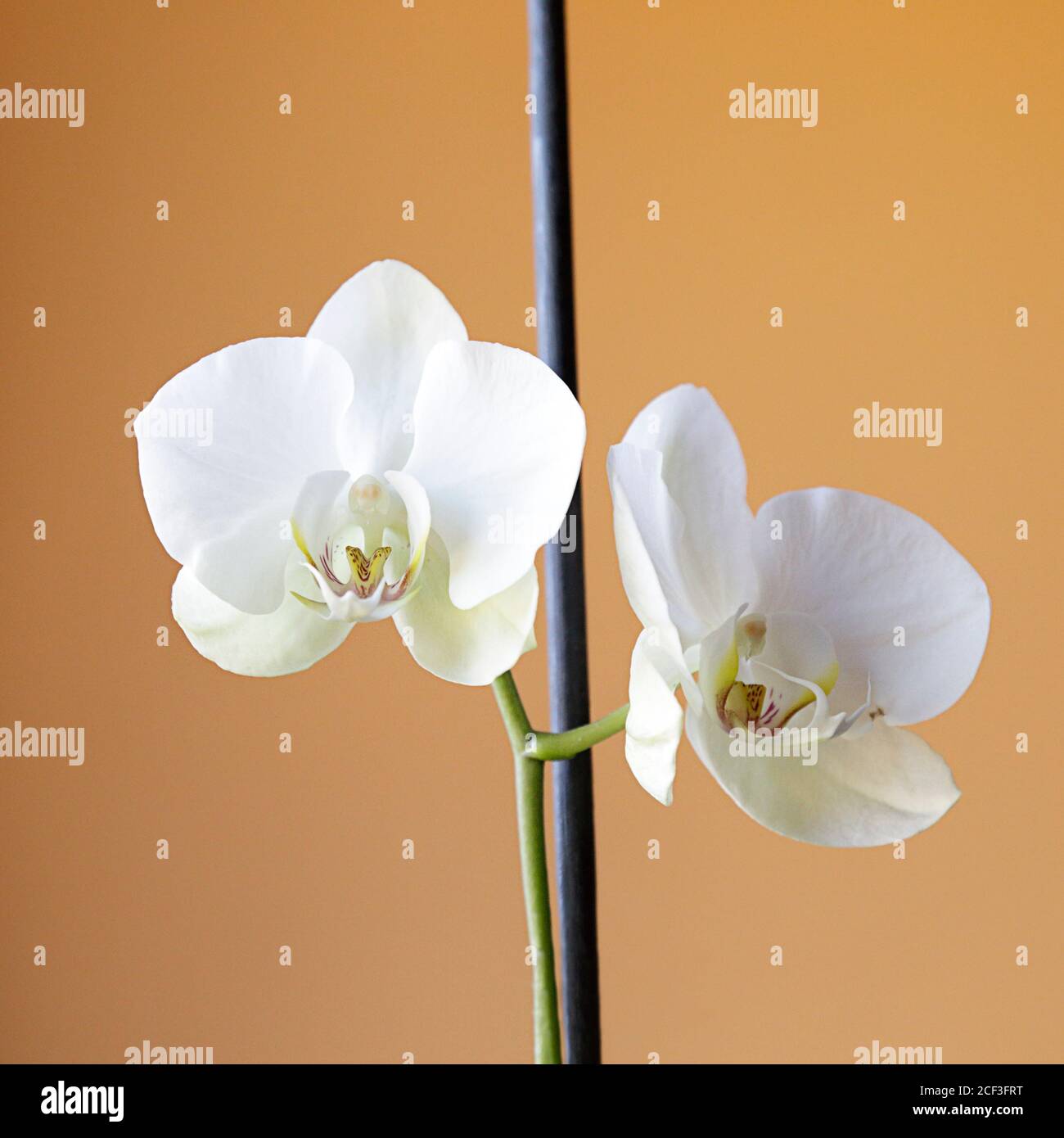 Deux orchidées blanches sur fond jaune Banque D'Images