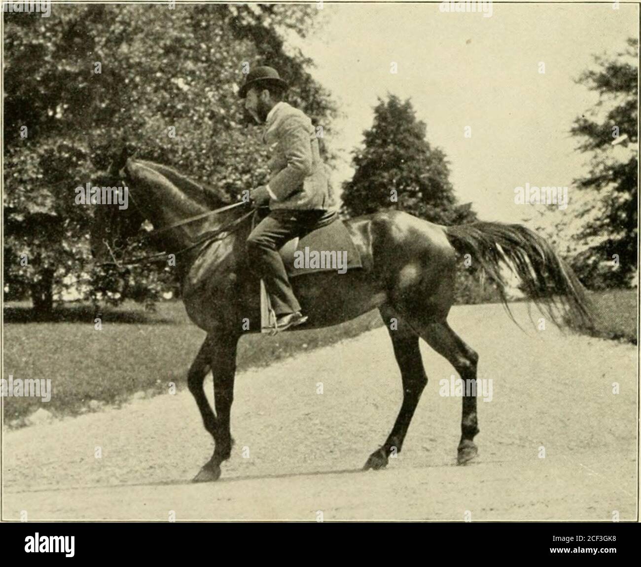 . Conduite et conduite. FIGURE 90. —RECUL. L'IMPULSION. FIGURE 91. —SOUTENIR LE CHAPITRE XIV SOUTENIR le cheval de selle doit reculer dans la craie avec la même liberté et la même légèreté que celle avec laquelle il avance à ce rythme; et il devrait passer à l'une ou l'autre main avec précision, thespur exigeant les changements de direction, thebits, agissant comme un gouvernail, guidant le forehandupon le long de la voie le long de laquelle le croup se déplace. Quelques leçons à pied facilitent grandement la thélication de ce mouvement. L'entraîneur, debout à l'épaule gauche de l'animal et saisissant les snafHe-reins sous la chéchine du cheval, devrait, b Banque D'Images