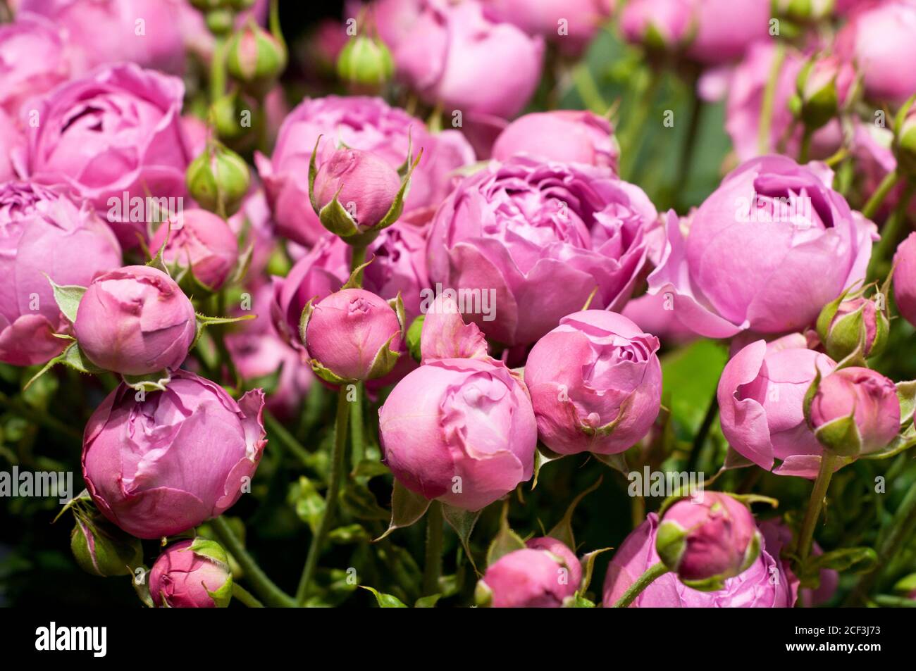 Belle rose en forme de pion rose. Bouquet de roses arbustives.. Banque D'Images