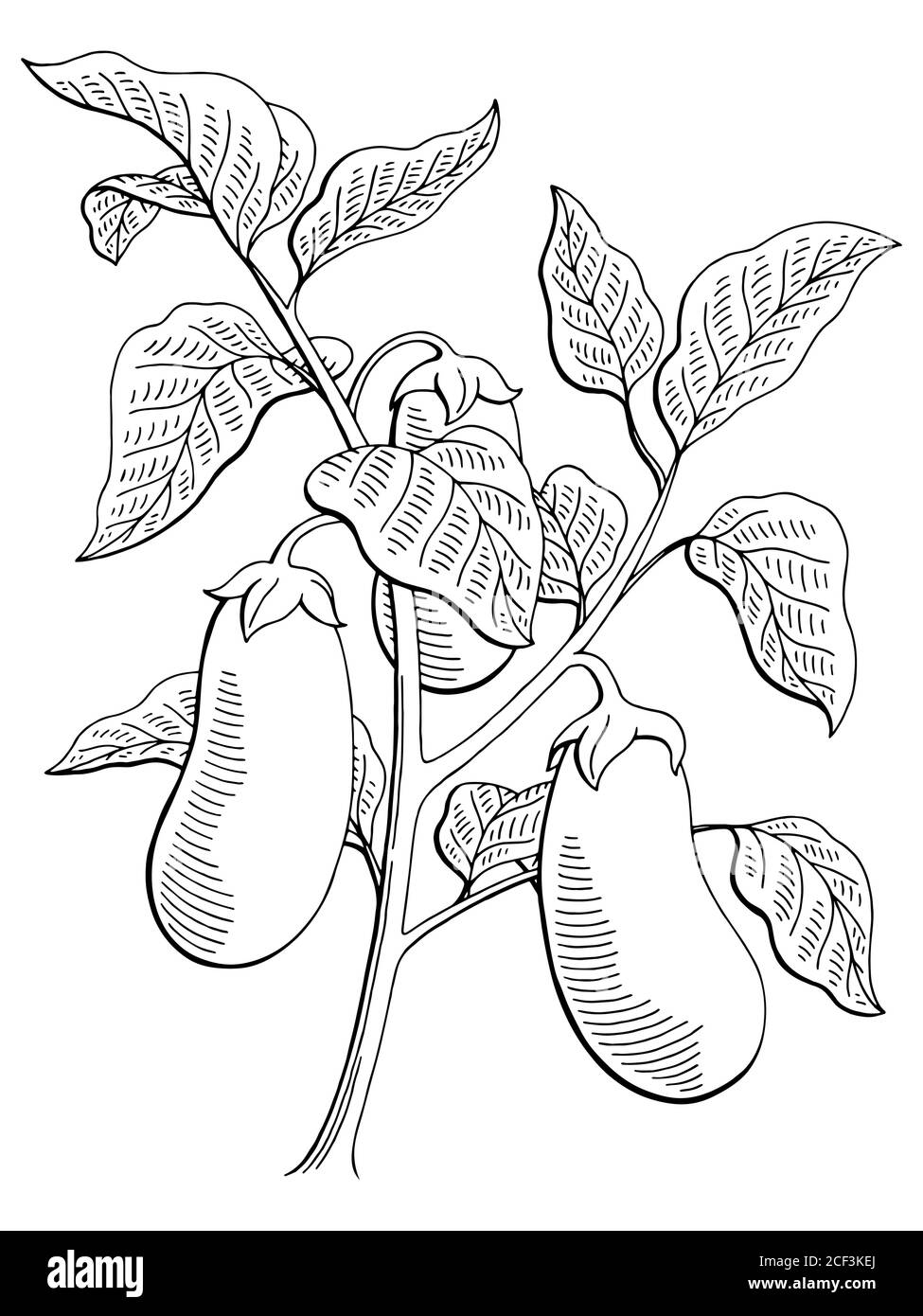 Aubergine graphique buisson plante noire blanche isolée esquisse vecteur d'illustration Illustration de Vecteur