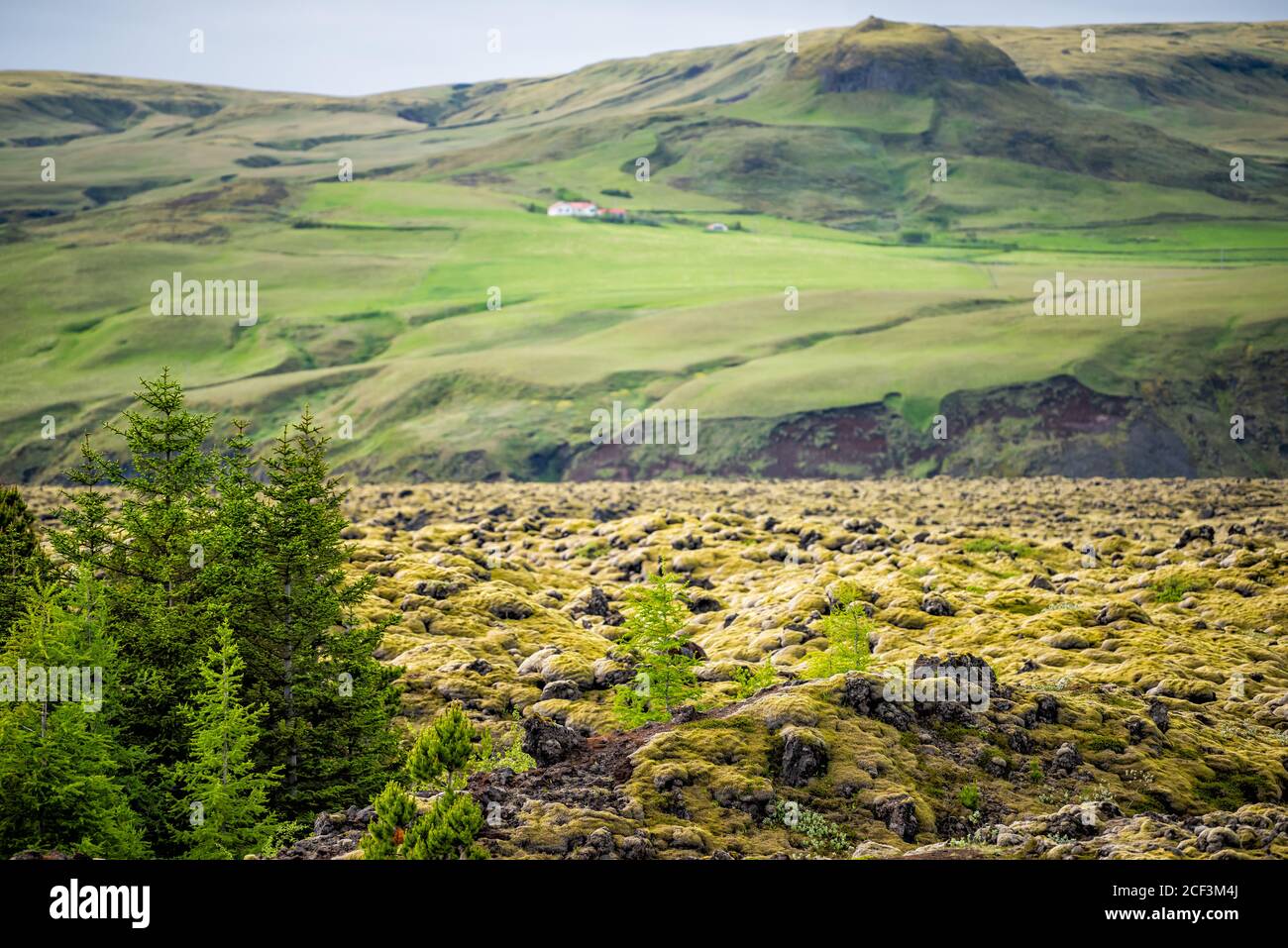 Le champ de lave coule en Islande avec des arbres verts et de la mousse pierres couvertes dans le périphérique sud et maison dans distance Banque D'Images