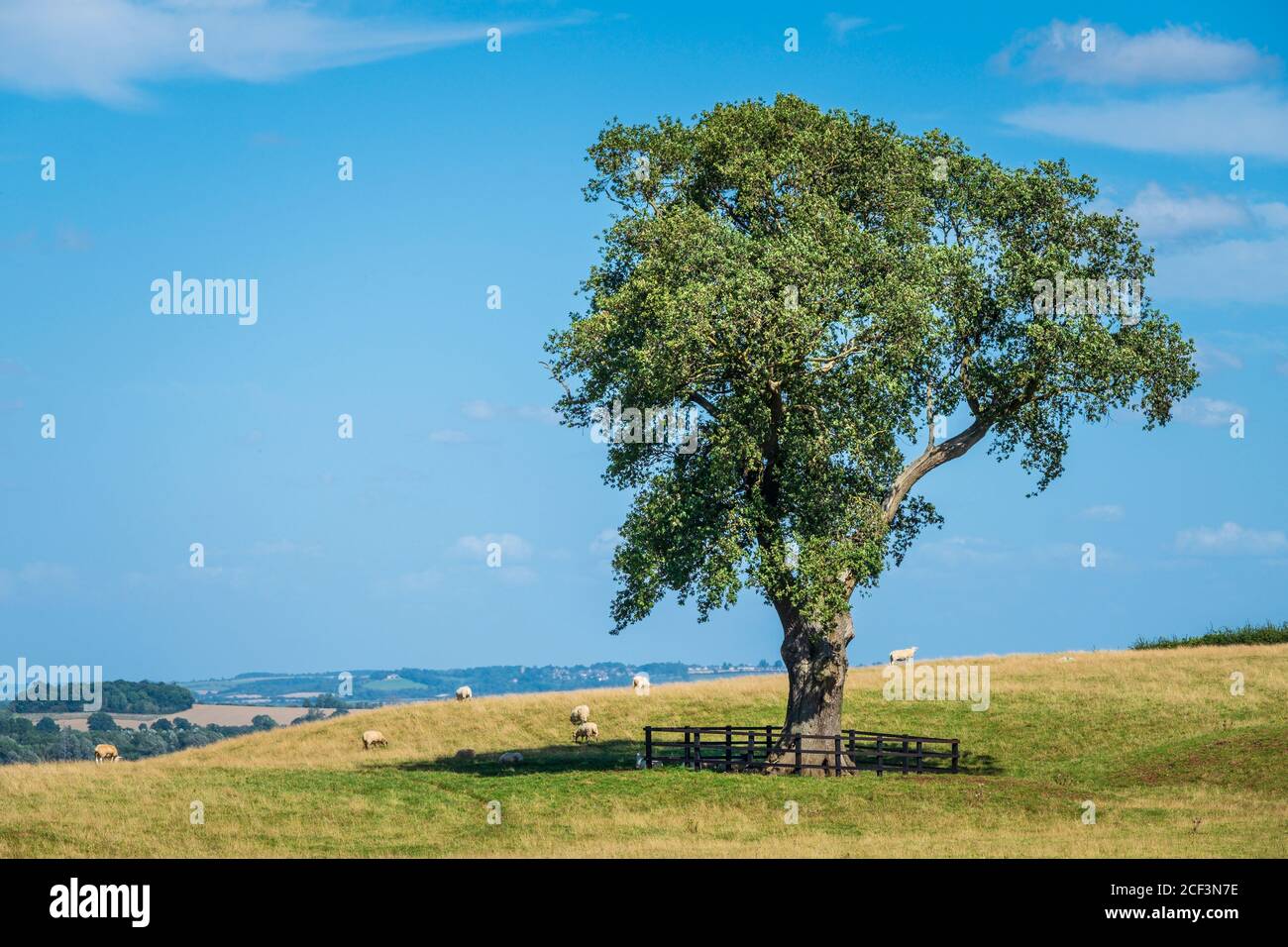 Grand arbre isolé dans un champ. Banque D'Images