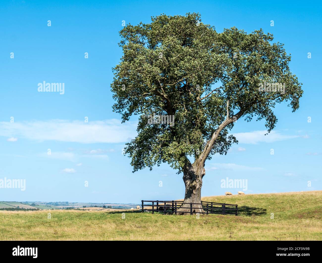 Grand arbre isolé dans un champ. Banque D'Images