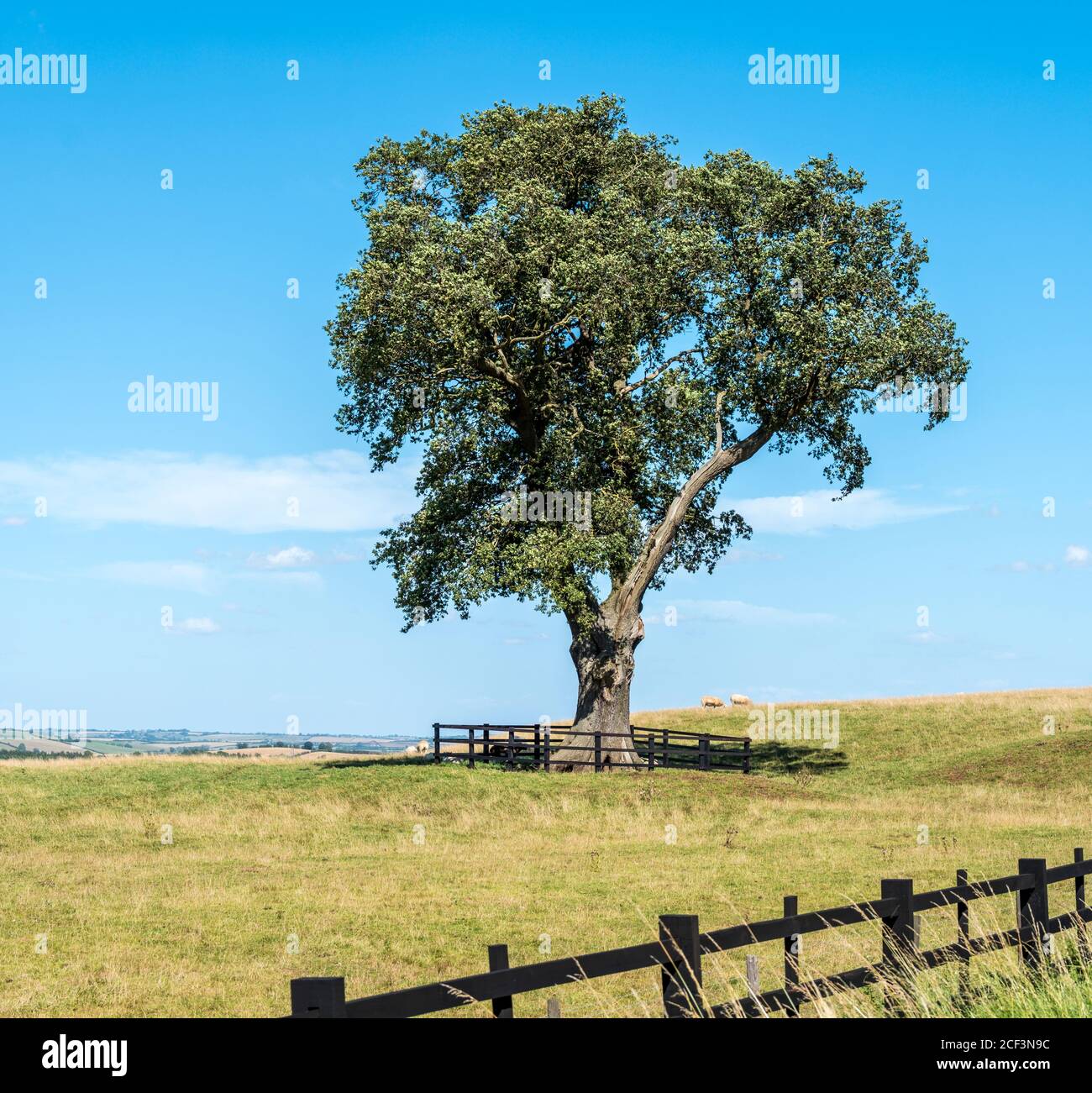 Grand arbre isolé dans un champ. Banque D'Images