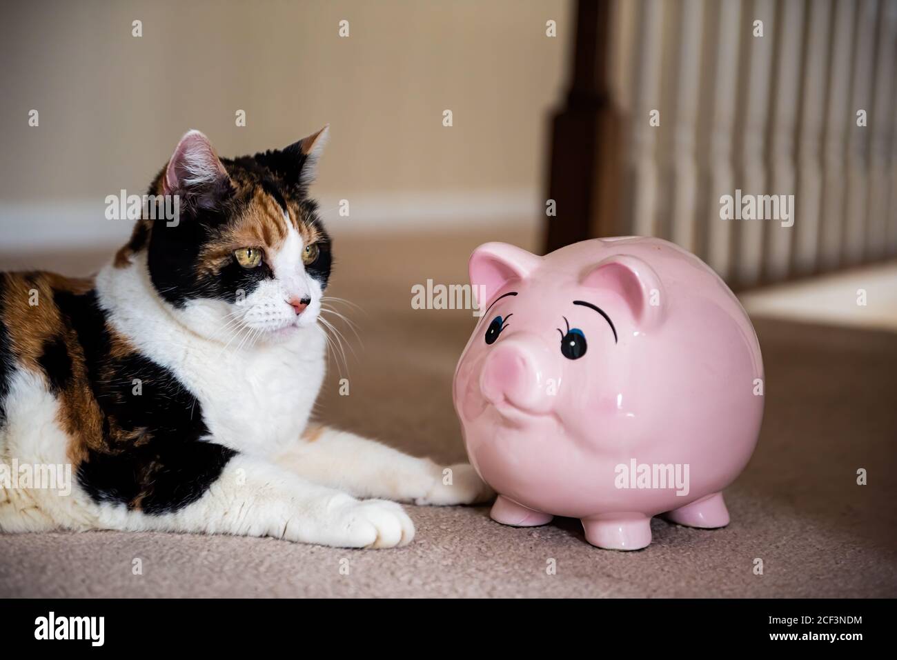Gros Plan De Drole Mignon Calico Femelle Chat Couche Sur Le Sol De La Moquette A La Maison A L Interieur De La Maison Regardant Par Le Cochon Rose De La Banque D Epargne Gros Plan De Drole Mignon Calico Femelle Chat Couche Sur Le Sol De La Moquette A La Maison A L Interieur De La Maison Regardant Par Le Cochon Rose De La Banque D Epargne