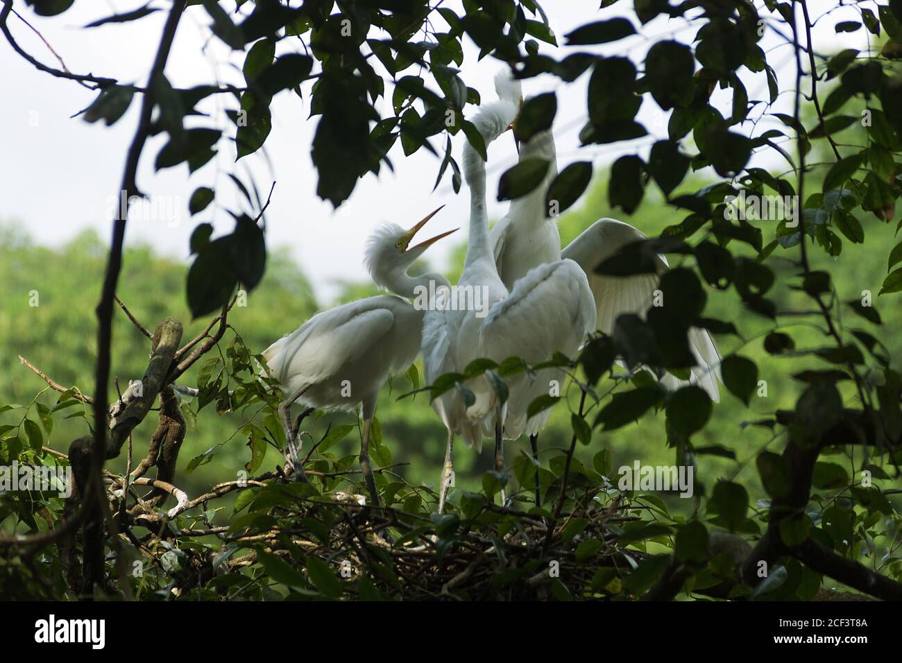 Egretta intermedia (Egretta intermedia). Couvain dans le nid. Les jeunes gens ont grandi et exigent agressivement de la nourriture de leurs parents et se battent, strug Banque D'Images