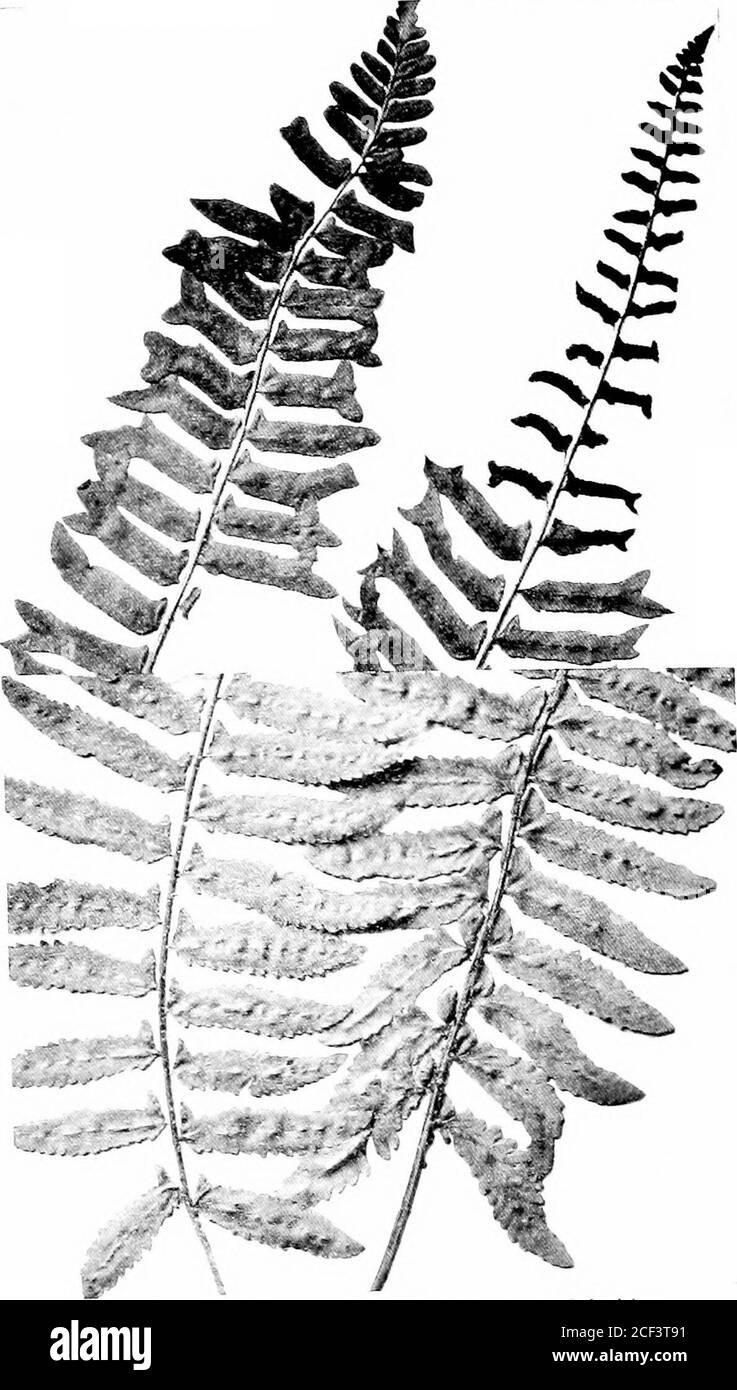 . Le compagnon de l'amateur de fougères; un guide pour les États du Nord-est et le Canada. Noël Fein. Poly^fii liuin OLrOituJioih ^. Ci, n.una. Fougère. Pnln^lirh „ „, ..rnshchoi.LCT..p. Forme forkée: UoMnm, ln,,,,..IFurm les amoureux de Ferx Coaipaxiox 111 (2) Bkauns Holly FeunIohjdichum Brdiinii. A-tpidiinn anileatum Brdiniii frondes épaisses, rigides, d'un à deux pieds de long, s])lecture,lancéolate, tapant les deux voies, bipennée. Jinnules ovateor oblong, trnncate, presque rectangulaire à la base, sharjly denté et couvert l)encath willi cliaff et shelings.fruit-points petits et près des niideins. Indus orlicicu-lar, Banque D'Images