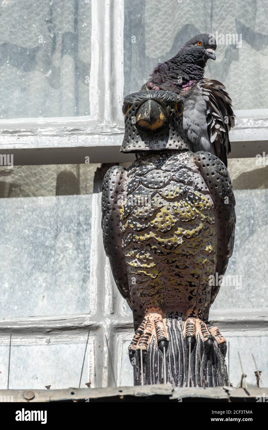 Pigeon perché sur un oiseau de proie leurre dissuasif Banque D'Images