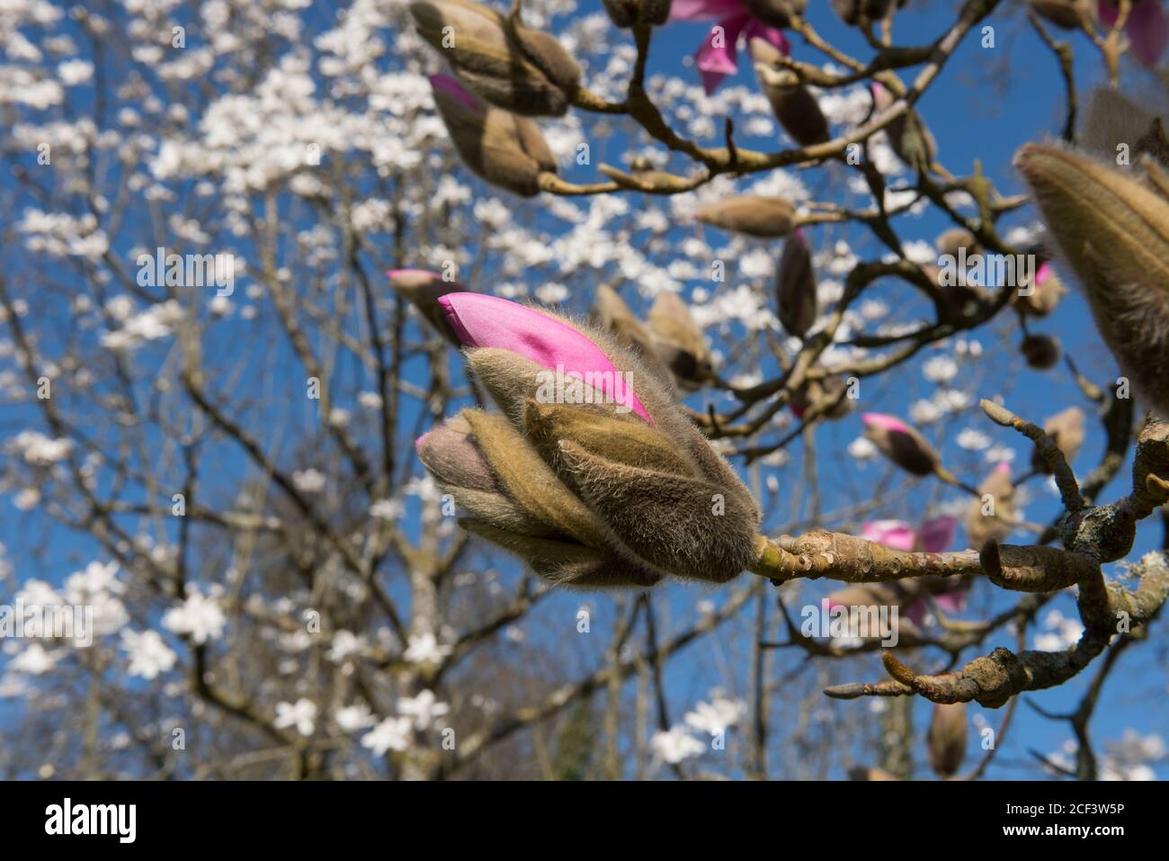 Fleurs de printemps rose vif sur un magnolia à feuilles caduques (Magnolia sprengeri) qui pousse dans un jardin de campagne à Rural Devon, Angleterre, Royaume-Uni Banque D'Images