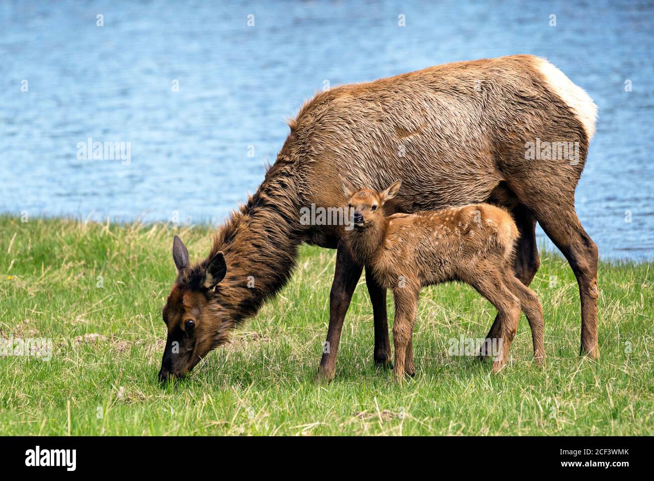 Veau vache et Elk Banque D'Images