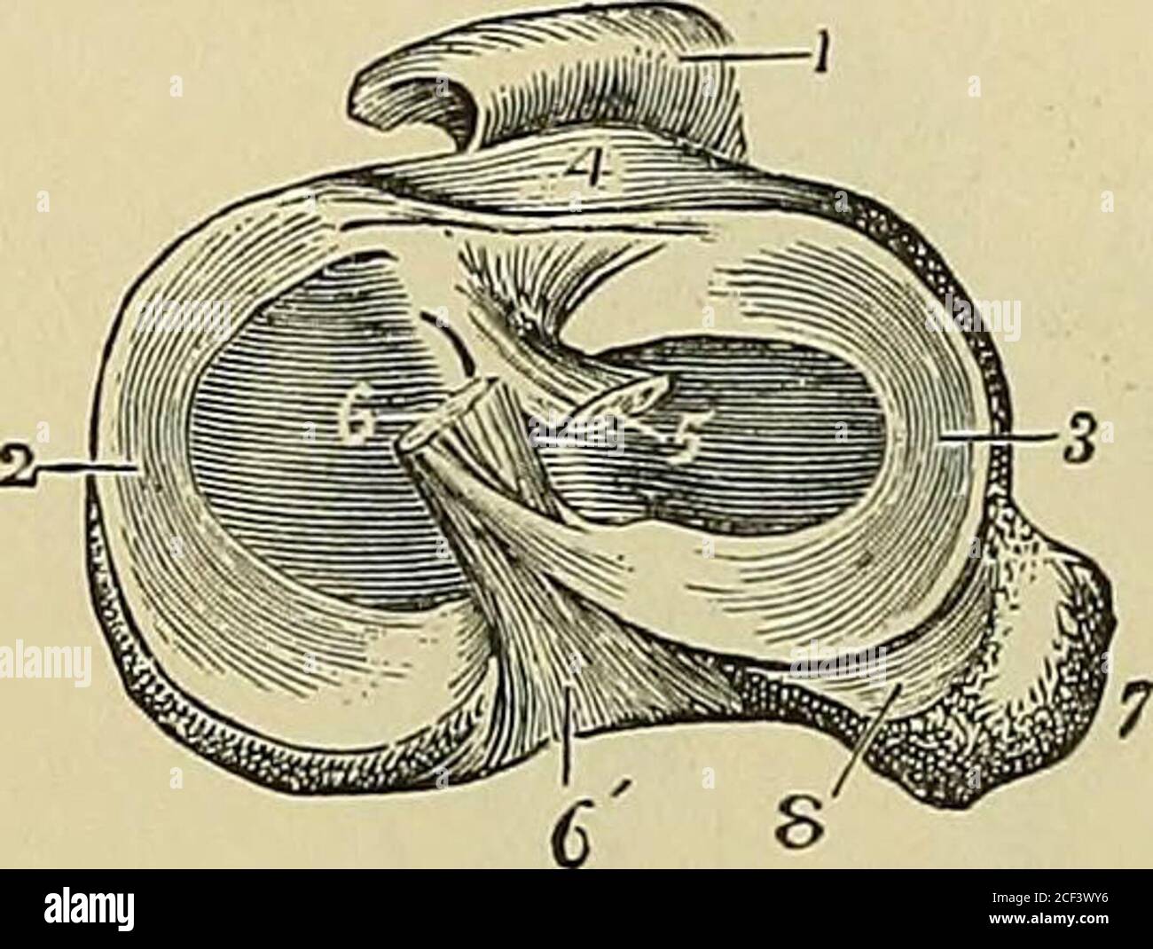 . Eléments anatomiques de Quain. CHARIOT DE FIBRO... 1, ligamentum patella ; 2, intérieur, 3, extérieur du fibro-cartilage ; 4, placé sur le tibia devant le ligament transversal ; 5, extrémité coupée du ligament crucial antérieur ; 6, extrémité coupée du ligament crucial postérieur, d'où une bande est vue descendant vers le fibro-cartilage extérieur ; 6, fixation tibiale du ligament crucial postérieur; 7, tête du péroné; 8, surface recouverte de cartilage du tibia, qui s'étend d'une certaine manière vers le bas vers l'articulation tibio-péronière. Banque D'Images