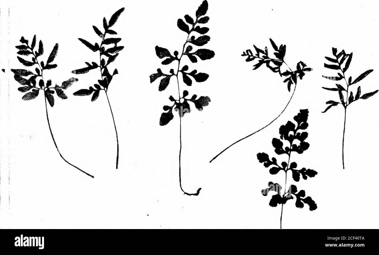 . Le compagnon de l'amateur de fougères; un guide pour les États du Nord-est et le Canada. alf-open ])ods. Frondsshar stérile]) à grand dentelé. Stipes en touffes denses (densa) minces, wiry, brun clair. Cette petite fougères rare est une espèce du nord et provient de minuscules crevasses dans les roches, préférant le calcaire. Likemany autres espèces éprises de roche, il jjroduces spores en abondance, n'ayant aucun autre moyen efficace de se propager, et ses frondes fertiles sont nuich plus nombreux que les thesstériles, et liegin aux fruits quand très petits. Gaspeand Mt. Albert dans la province de Québec, comté de Grey, Ontario, et dans l'extrême-ouest. (4 Banque D'Images