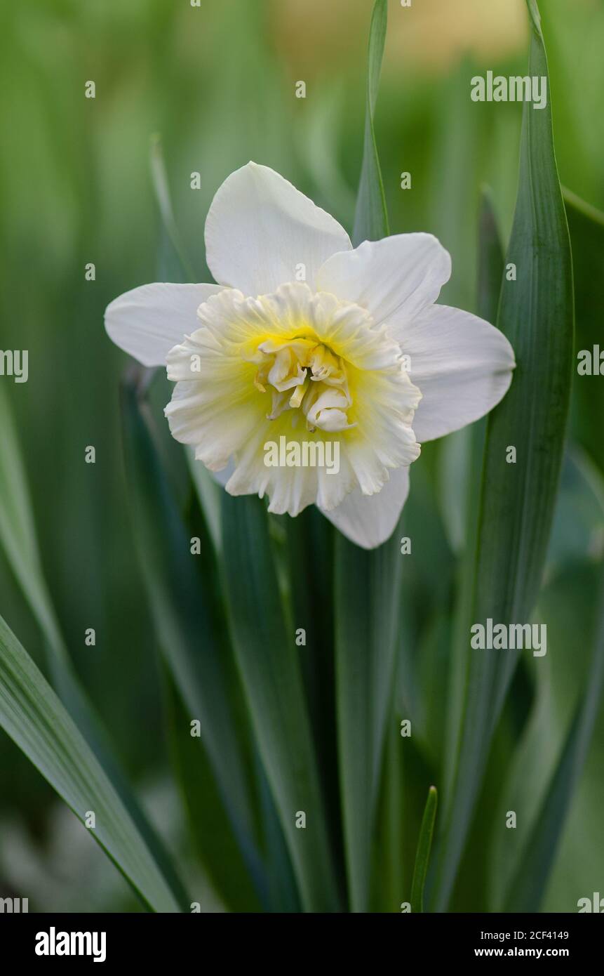 Plantes bulbeuses dans le jardin. Narcisse fleurir dans le jardin de  printemps. Les fleurs jaunes de Narcisse fleurient au printemps Photo Stock  - Alamy