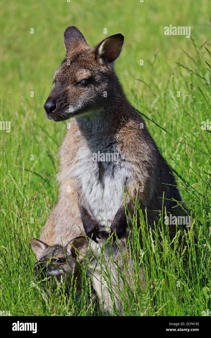 Le Wallaby à col rouge ou le Wallaby de Bennett (Macropus Rufogriseus) se dresse dans l'herbe avec son bébé (Joey) à Pouch dans le parc agricole tchèque. Banque D'Images