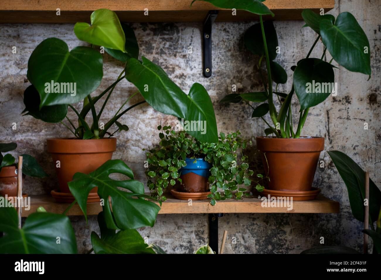 Plantes d'intérieur vertes dans des pots sur le dessus de l'étagère dans mur avant vintage en plein jour Banque D'Images